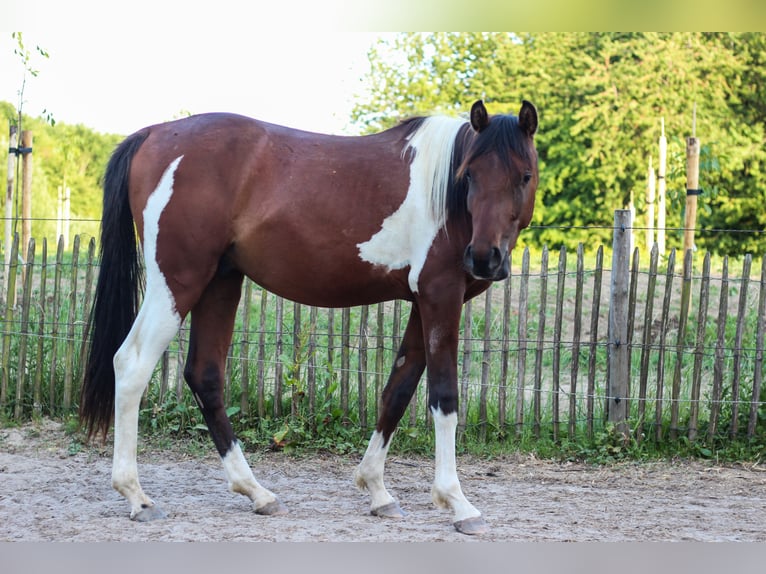 Arabisches Partbred Hengst 2 Jahre 155 cm Tobiano-alle-Farben in Erichem