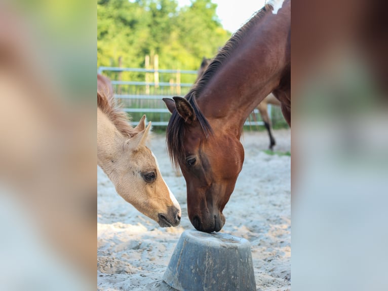 Arabisches Partbred Hengst 2 Jahre 155 cm Tobiano-alle-Farben in Erichem
