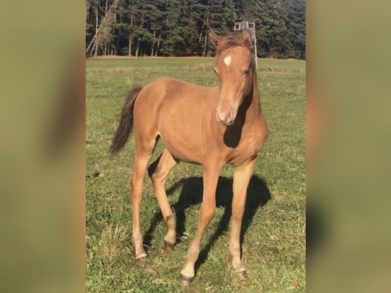 Arabisches Partbred Hengst 2 Jahre 156 cm Champagne in Haunetal