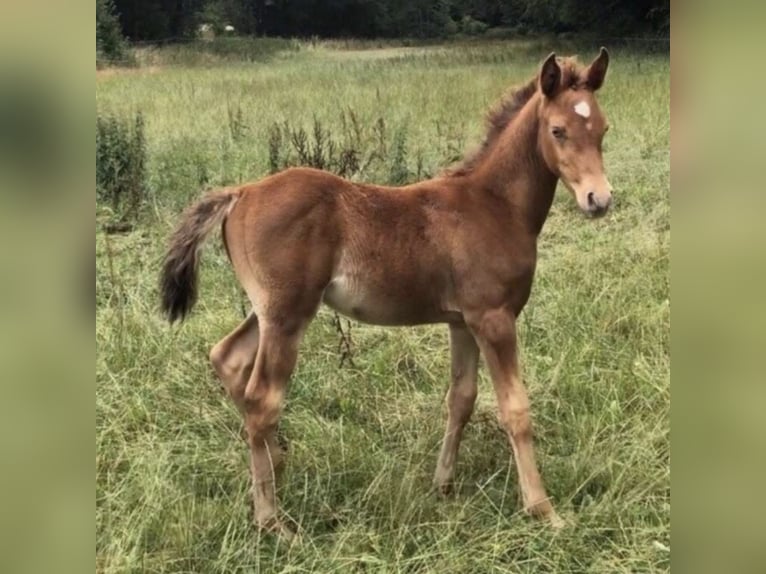 Arabisches Partbred Hengst 2 Jahre 156 cm Champagne in Haunetal