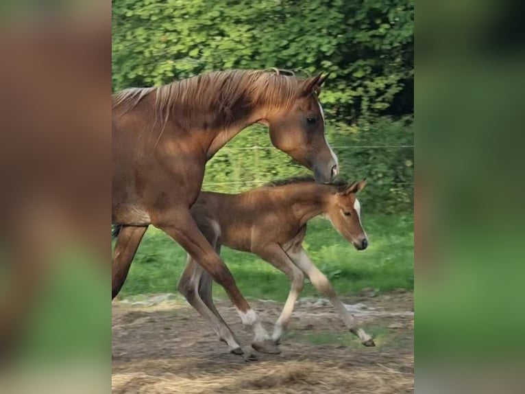 Arabisches Partbred Hengst 2 Jahre 156 cm Champagne in Haunetal