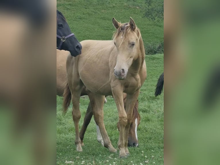 Arabisches Partbred Hengst 2 Jahre 156 cm Champagne in Haunetal