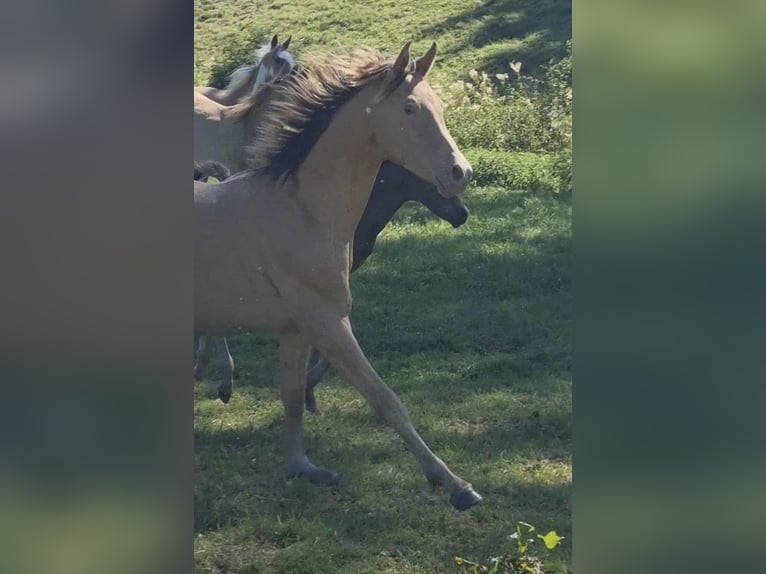 Arabisches Partbred Hengst 2 Jahre 156 cm Champagne in Haunetal