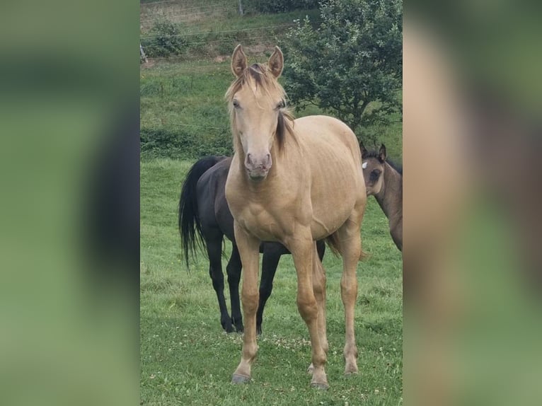 Arabisches Partbred Hengst 2 Jahre 156 cm Champagne in Haunetal