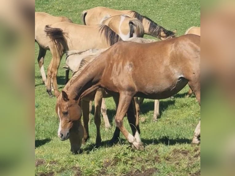 Arabisches Partbred Hengst 2 Jahre 156 cm Champagne in Haunetal