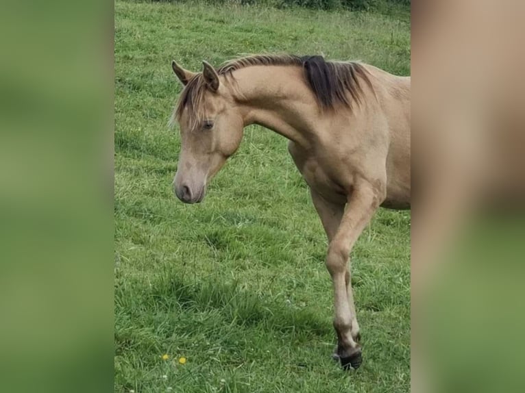 Arabisches Partbred Hengst 2 Jahre 156 cm Champagne in Haunetal