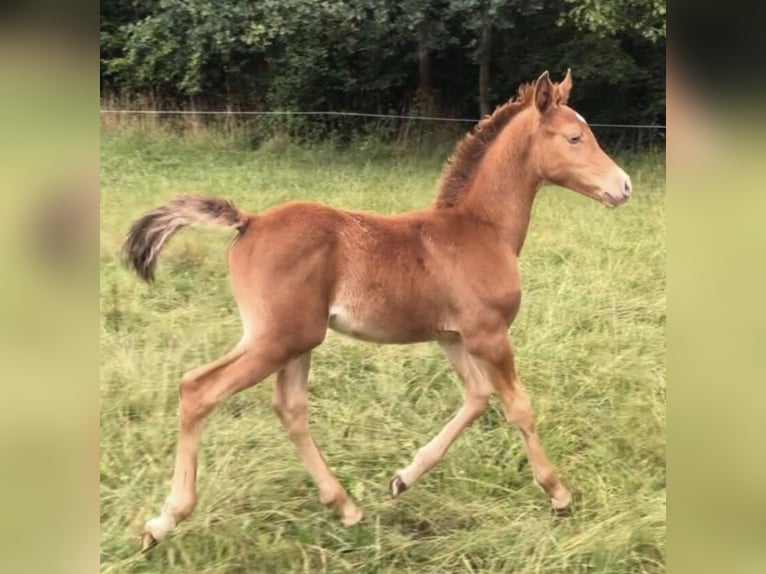 Arabisches Partbred Hengst 2 Jahre 156 cm Champagne in Haunetal