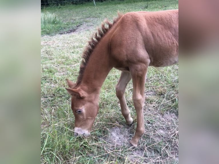 Arabisches Partbred Hengst 2 Jahre 156 cm Champagne in Haunetal