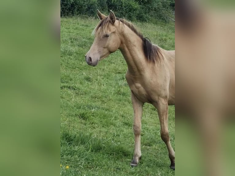 Arabisches Partbred Hengst 2 Jahre 156 cm Champagne in Haunetal