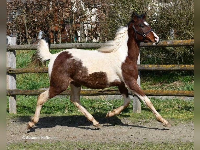 Arabisches Partbred Hengst 2 Jahre 156 cm Tobiano-alle-Farben in Mörsdorf