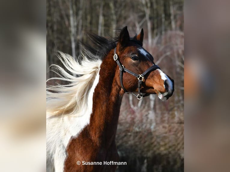 Arabisches Partbred Hengst 2 Jahre 156 cm Tobiano-alle-Farben in Mörsdorf