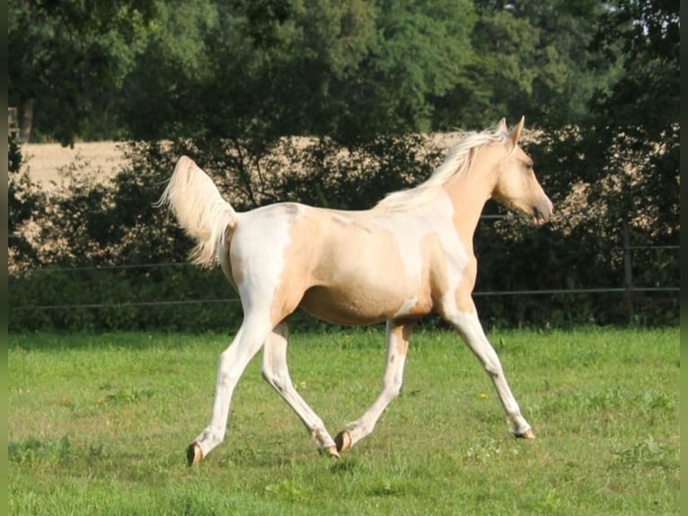 Arabisches Partbred Hengst 2 Jahre 162 cm Palomino in L&#xFC;dersdorf