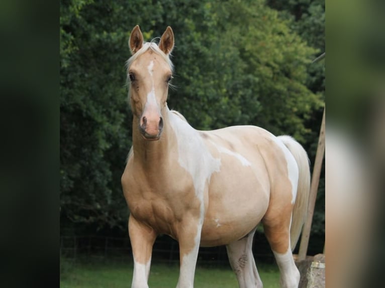 Arabisches Partbred Hengst 2 Jahre 162 cm Palomino in L&#xFC;dersdorf