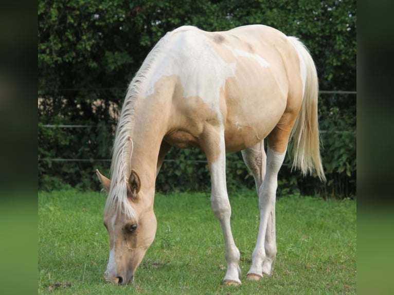 Arabisches Partbred Hengst 2 Jahre 162 cm Palomino in L&#xFC;dersdorf