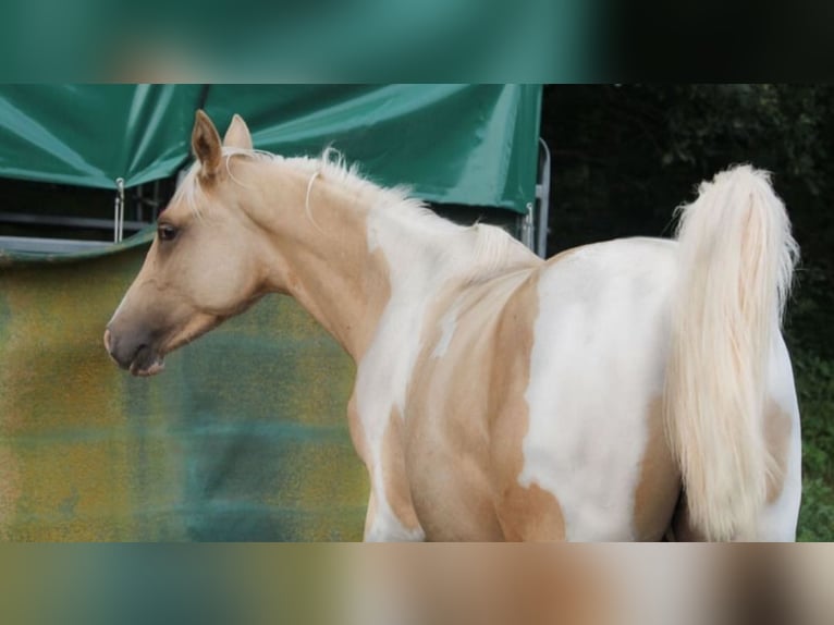 Arabisches Partbred Hengst 2 Jahre 162 cm Palomino in L&#xFC;dersdorf