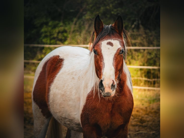 Arabisches Partbred Hengst 3 Jahre 150 cm Tobiano-alle-Farben in Rousson
