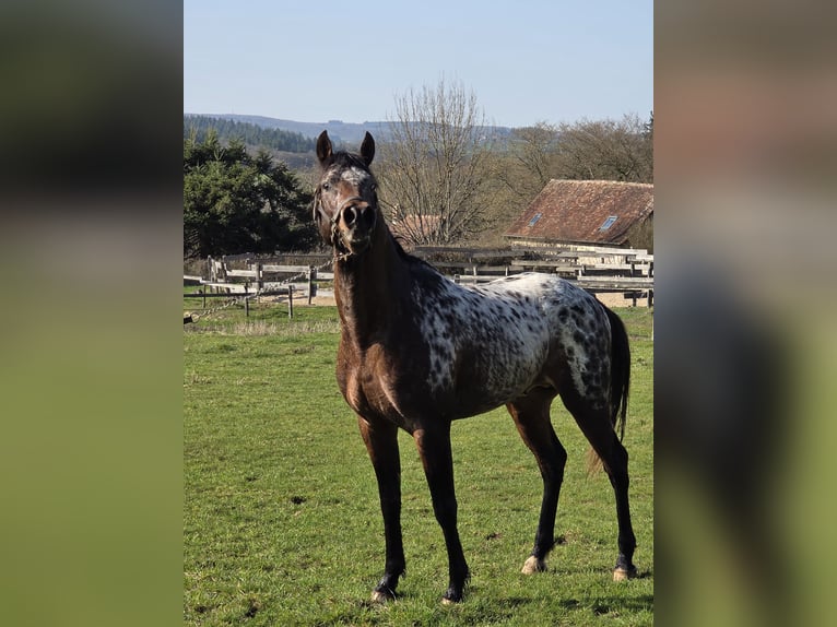 Arabisches Partbred Hengst 3 Jahre 155 cm Tigerschecke in Mornay