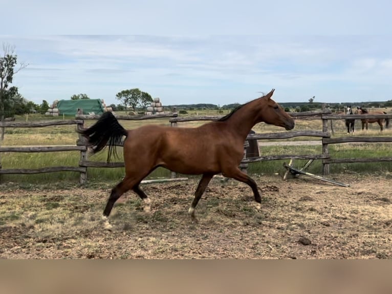 Arabisches Partbred Mix Hengst 3 Jahre 156 cm Rotbrauner in Földes