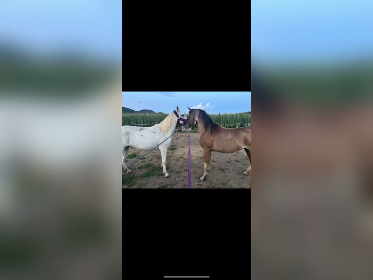 Arabisches Partbred Hengst 4 Jahre 147 cm Roan-Red in Rotenburg an der Fulda