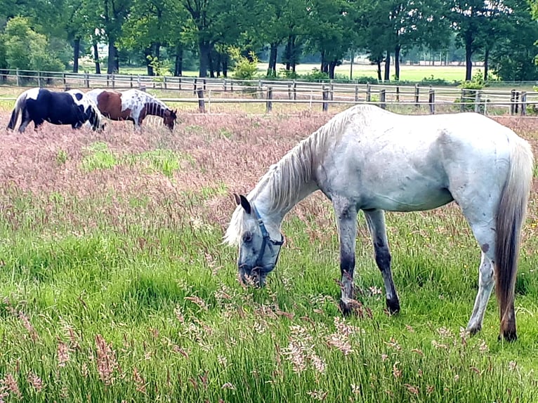 Arabisches Partbred Hengst 4 Jahre 148 cm Tigerschecke in Sulingen