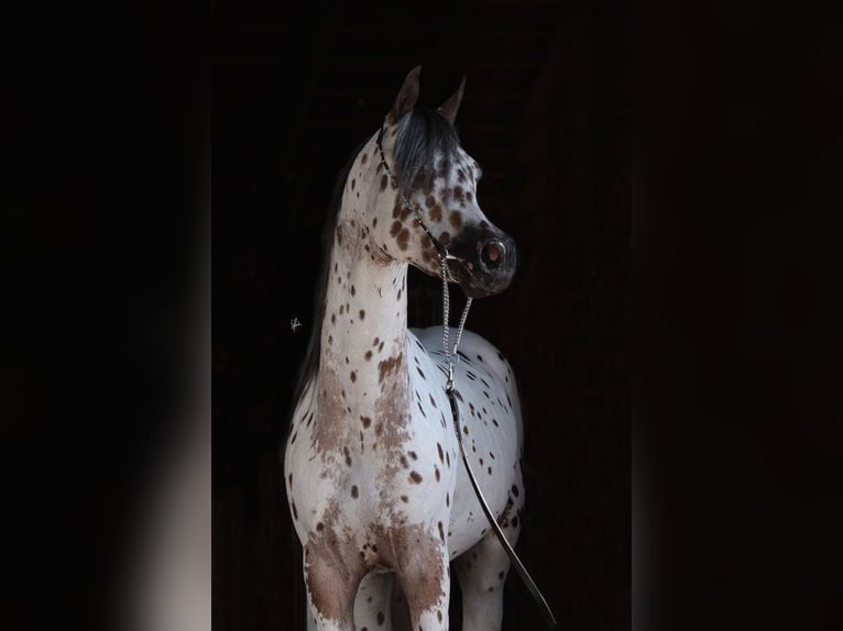 Arabisches Partbred Hengst 4 Jahre 148 cm Tigerschecke in Sulingen