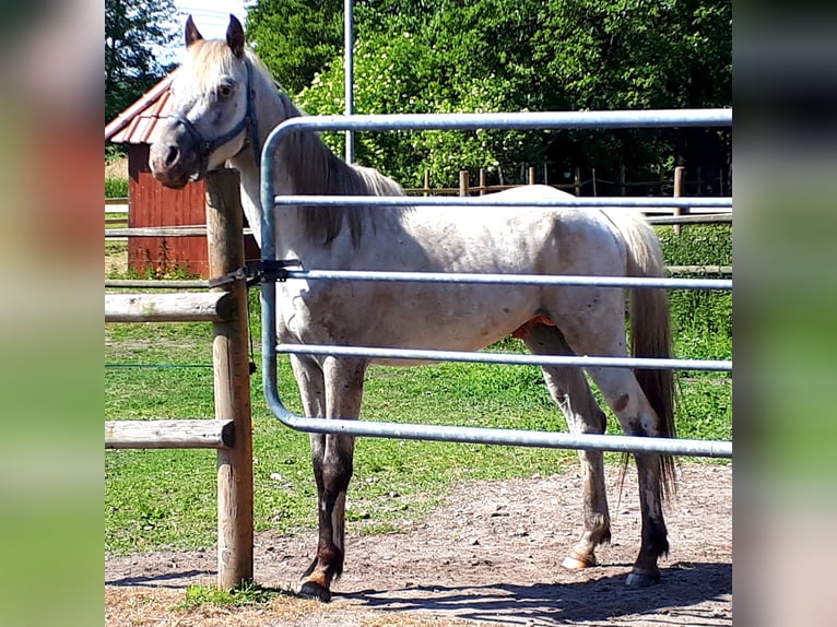 Arabisches Partbred Hengst 4 Jahre 148 cm Tigerschecke in Sulingen