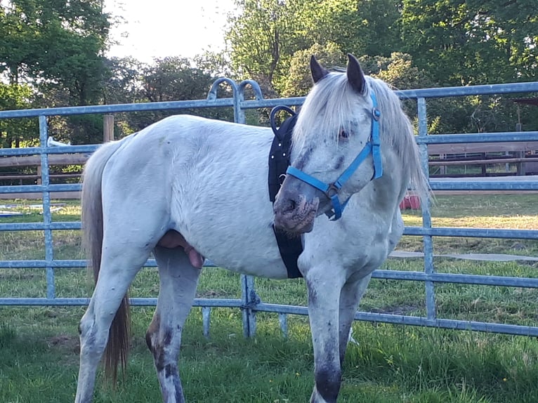 Arabisches Partbred Hengst 4 Jahre 148 cm Tigerschecke in Sulingen