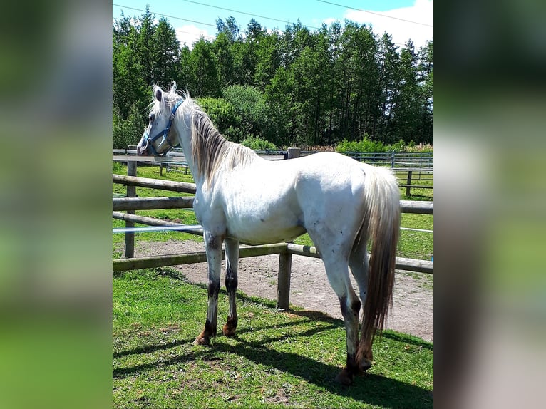 Arabisches Partbred Hengst 4 Jahre 148 cm Tigerschecke in Sulingen