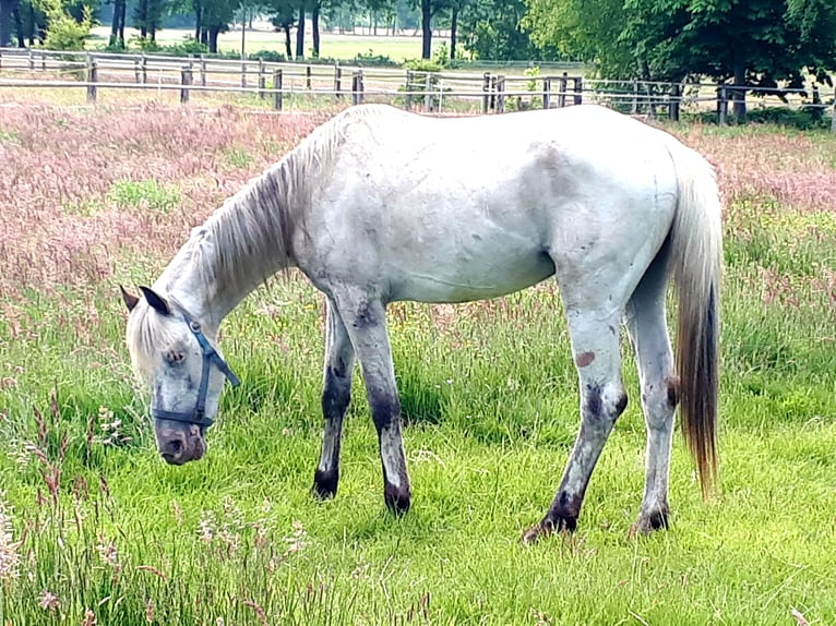 Arabisches Partbred Hengst 4 Jahre 148 cm Tigerschecke in Sulingen