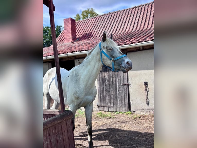 Arabisches Partbred Hengst 4 Jahre 150 cm Tigerschecke in Sulingen