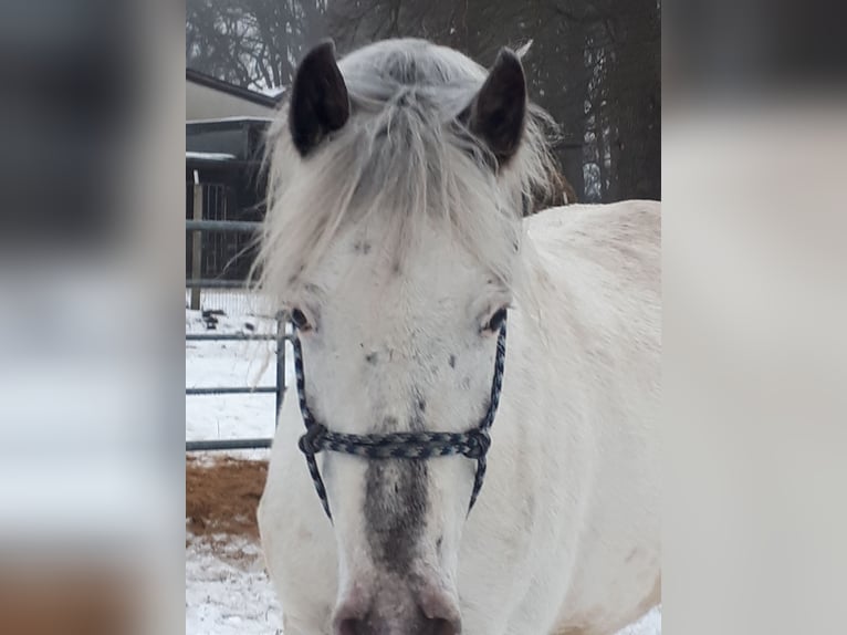 Arabisches Partbred Hengst 5 Jahre 152 cm Tigerschecke in Sulingen