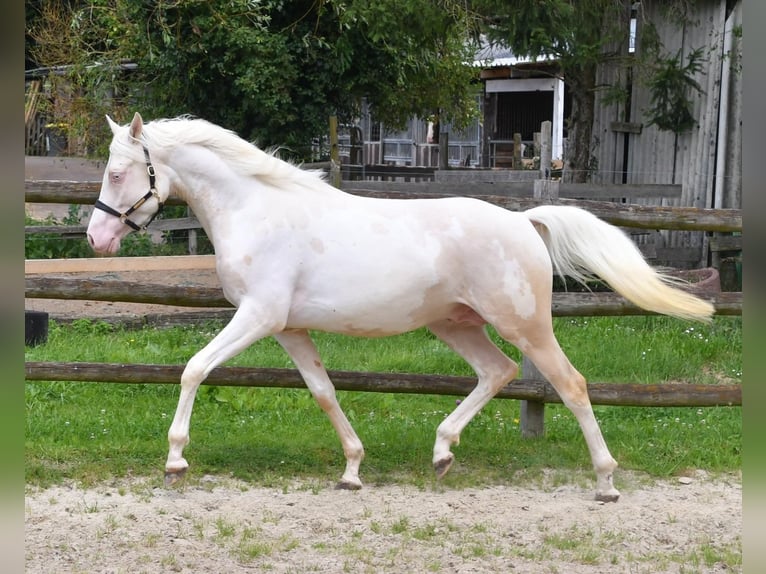 Arabisches Partbred Hengst 5 Jahre 156 cm Cremello in St&#xE4;fa
