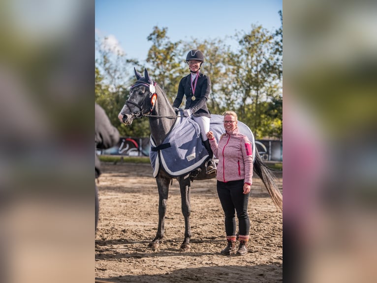 Arabisches Partbred Hengst 5 Jahre 161 cm Schimmel in Aukrug