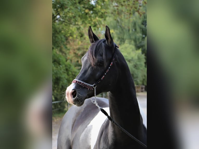 Arabisches Partbred Hengst 6 Jahre 152 cm Tobiano-alle-Farben in Kösching