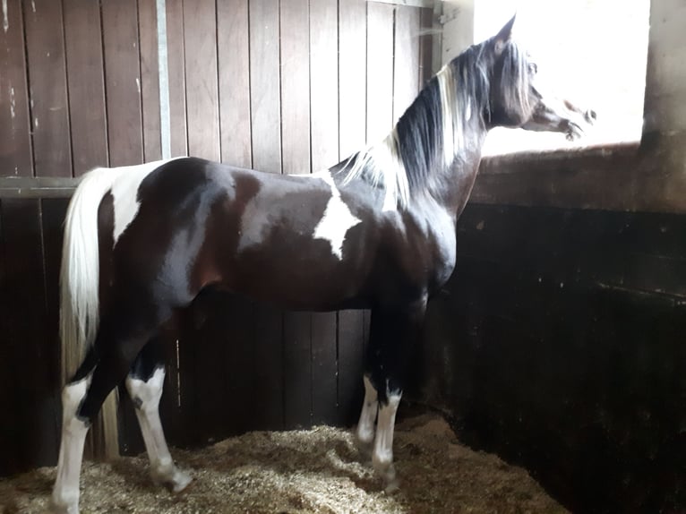Arabisches Partbred Hengst 6 Jahre 153 cm in Sulingen