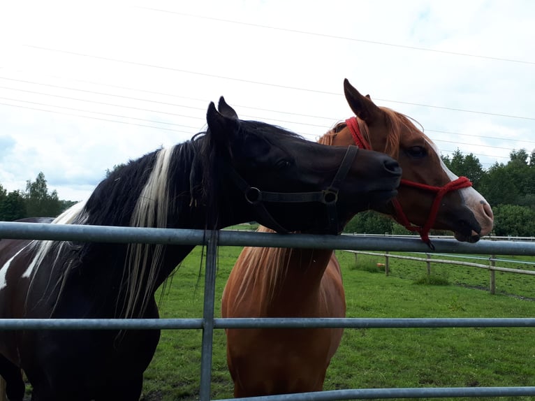 Arabisches Partbred Hengst 6 Jahre 153 cm in Sulingen