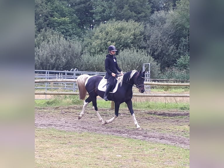 Arabisches Partbred Hengst 6 Jahre 153 cm in Sulingen