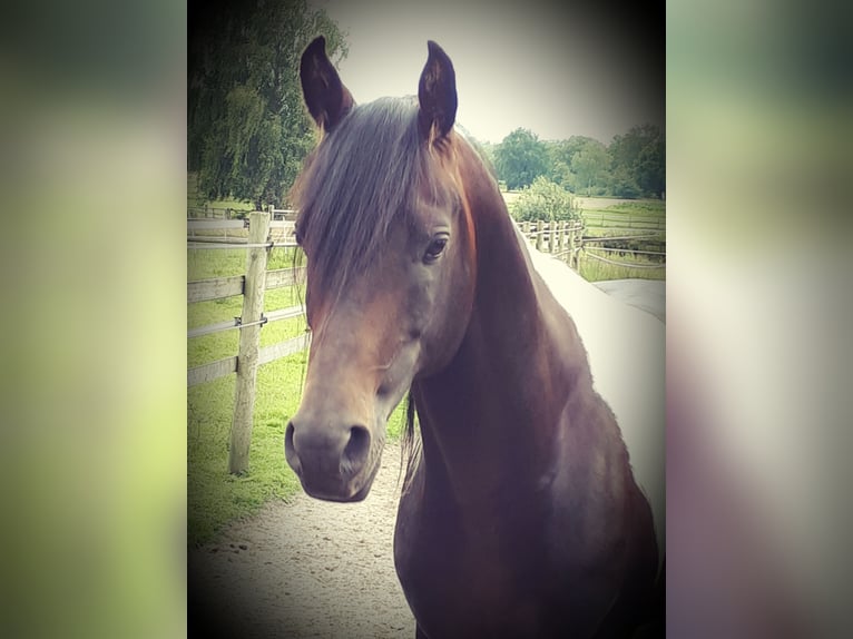 Arabisches Partbred Hengst 6 Jahre 153 cm in Sulingen