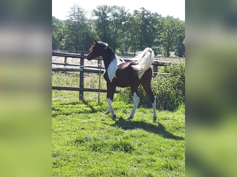 Arabisches Partbred Hengst 6 Jahre 153 cm Tobiano-alle-Farben in Sulingen