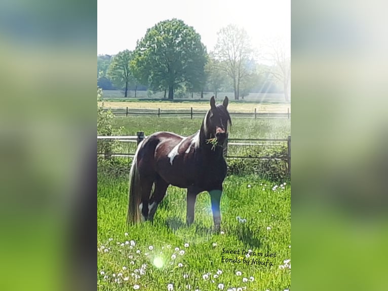 Arabisches Partbred Hengst 6 Jahre 153 cm Tobiano-alle-Farben in Sulingen