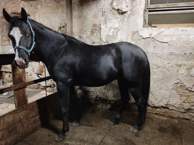 Arabisches Partbred Hengst 7 Jahre 153 cm Rappe in Obernzell