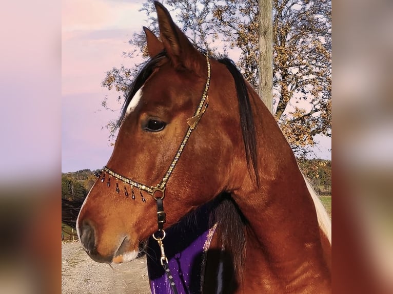 Arabisches Partbred Hengst 9 Jahre 156 cm Schecke in Nesselwang