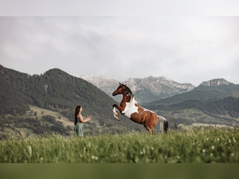 Arabisches Partbred Hengst 9 Jahre 156 cm Schecke in Nesselwang