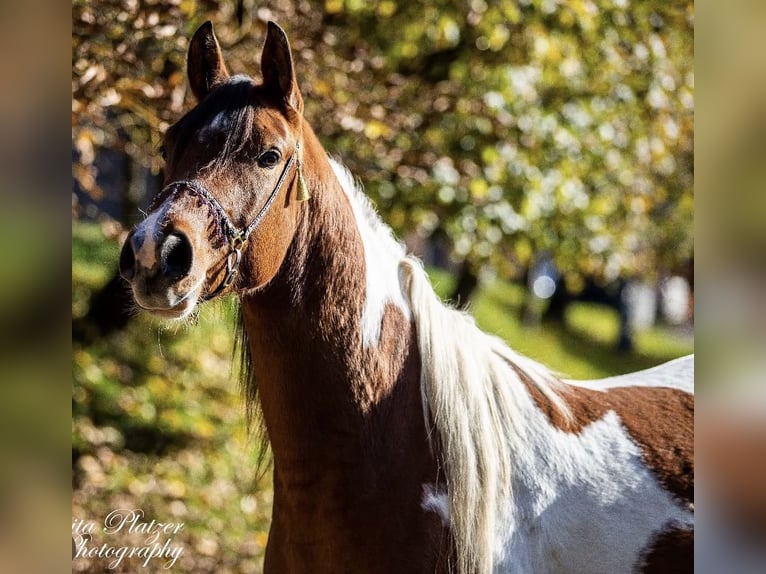 Arabisches Partbred Hengst 9 Jahre 156 cm Schecke in Nesselwang