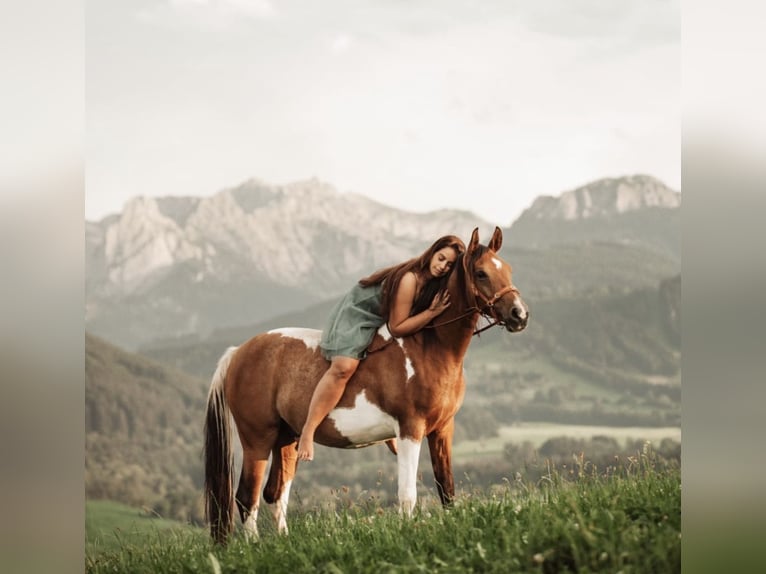 Arabisches Partbred Hengst 9 Jahre 156 cm Schecke in Nesselwang