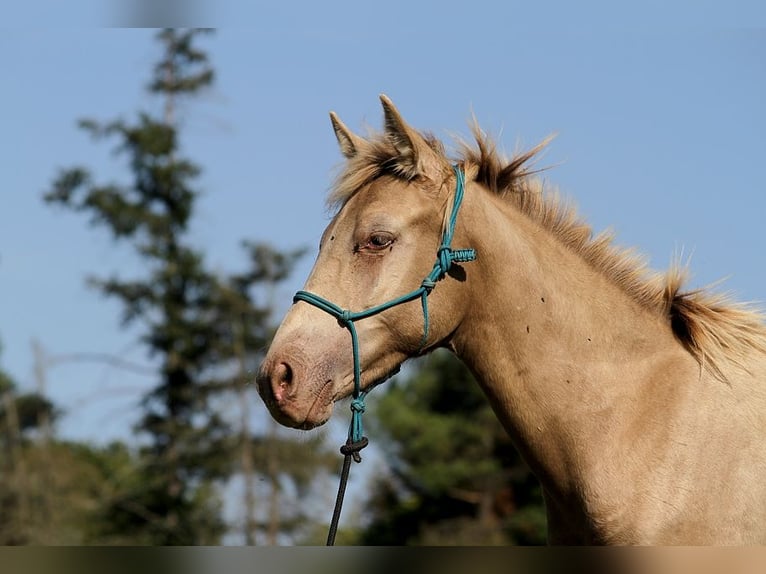 Arabisches Partbred Hengst Fohlen (02/2025) 150 cm Champagne in Goven