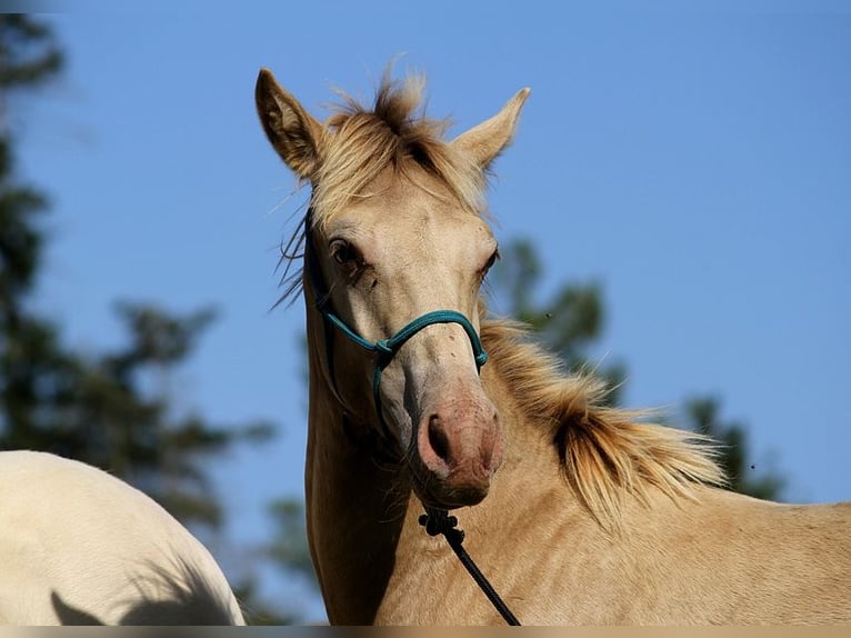 Arabisches Partbred Hengst Fohlen (02/2025) 150 cm Champagne in Goven