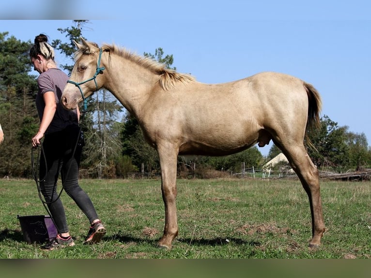 Arabisches Partbred Hengst Fohlen (02/2025) 150 cm Champagne in Goven