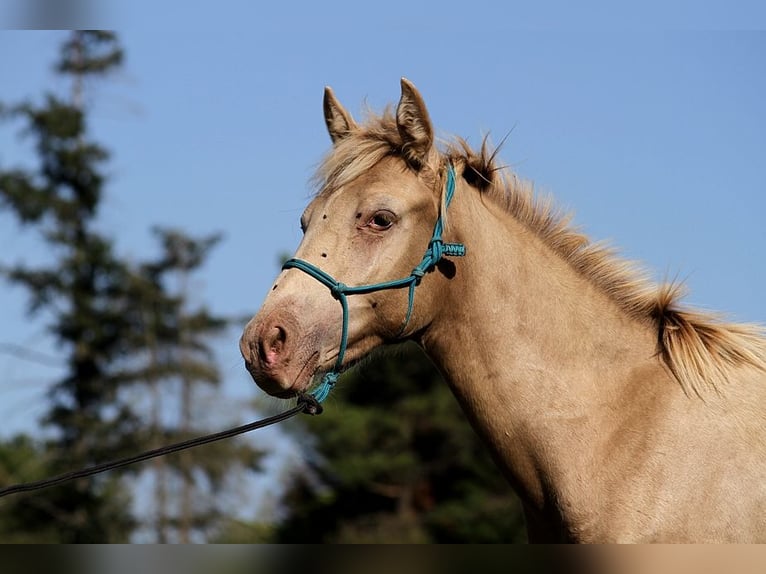Arabisches Partbred Hengst Fohlen (02/2025) 150 cm Champagne in Goven