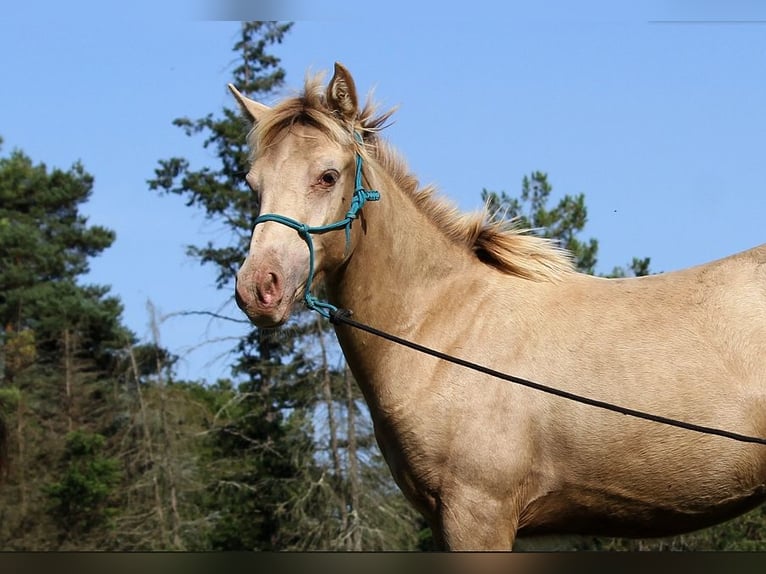 Arabisches Partbred Hengst Fohlen (02/2025) 150 cm Champagne in Goven